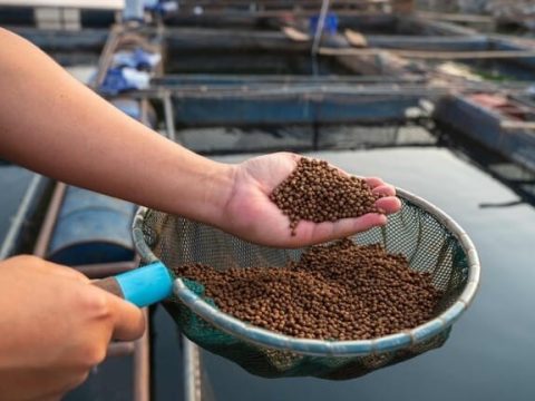 Cách sử dụng men vi sinh cho ao nuôi thủy sản đúng kỹ thuật