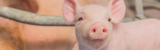 de-heus-animal-nutrition_animals_swine_piglets_hero