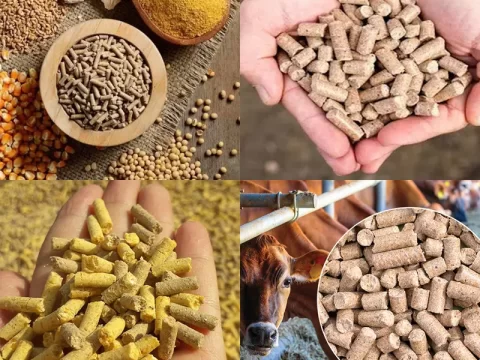 Thức ăn hỗn hợp