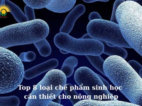 Top 8 loại chế phẩm sinh học cần thiết cho nông nghiệp