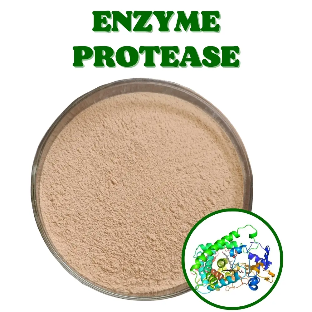 Alcalase (Men Enzyme Alcalase)